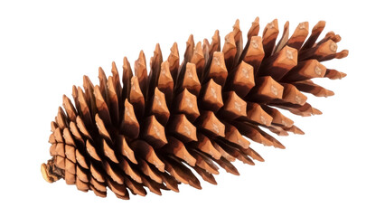 Isolated brown pine cone, coniferous tree fruit, natural seasonal decor from forest floor © Isolde