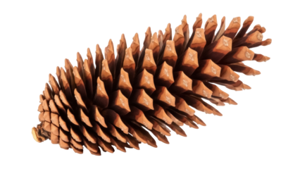 Isolated brown pine cone, coniferous tree fruit, natural seasonal decor from forest floor