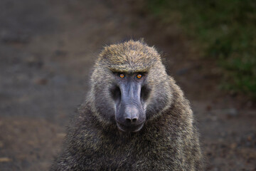 Intense Close-up Portrait of a Male Baboon with Striking Eyes in Kenya, East Africa