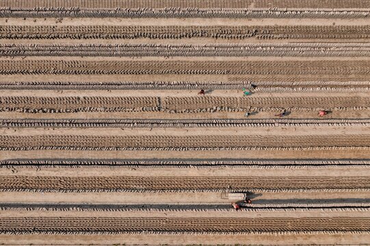 Aerial view of workers toiling in the fields, with earthy tones and linear patterns stretching across the landscape, Dhaka, Dhaka Division, Bangladesh.