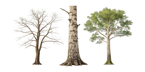 Fototapeta premium Three trees in different stages of life cycle isolated on transparent background
