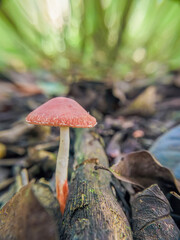 A small chip cherry mushroom growing on the ground of a forest, in the eastern Andean mountains of central Colombia, near the Iguaque natural reserve.