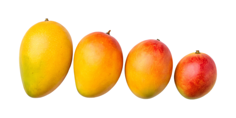 Four mangoes of varying ripeness isolated on transparent background