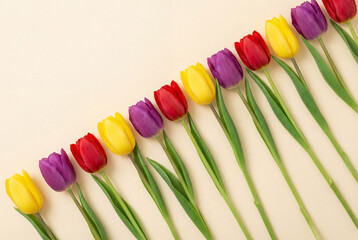 A vibrant diagonal row of colorful tulips in yellow, purple, and red on a pastel background. A minimalist flat lay concept for spring or a holiday.