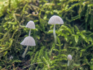 Very small delicatula integrella white mushrooms growing among the moss, in a forest in the eastern Andean mountains of central Colombia, near the Iguaque natural reserve.