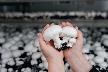 Several champignons in a person's hand, picking mushrooms in a mycelium against the background of a shelf