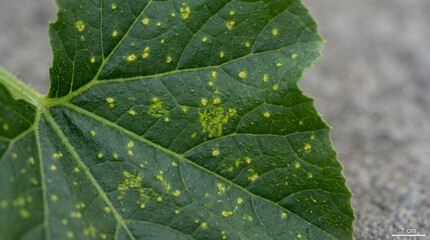 Zucchini Leaf with Yellow Pustular Lesions Indicative of Plant Disease - Symptoms may indicate plant disease or pest-related stress. Scientific reference image, neutral diagnosis.