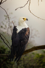 Majestic African Fish Eagle Perched on a Thorny Branch in Foggy Kenyan Savannah