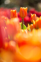 チューリップ畑の眺め