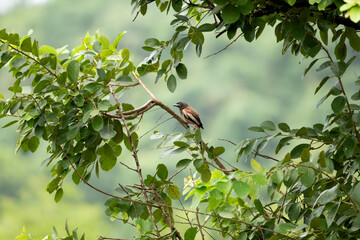 Rufous Treepie perched on tree branch in natural habitat