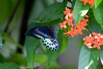 Close-up of Blue Mormon butterfly feeding on flowers in garden