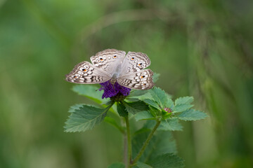 Grey pansy butterfly resting on flower with wings spread open