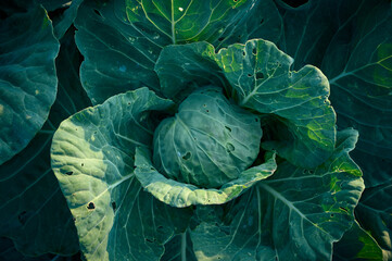 Fototapeta premium Organic cabbage grow in the vegetable garden.