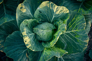 Fototapeta premium Organic cabbage grow in the vegetable garden.