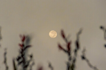 An almost full moon shines on a hazing sky behind some Indian shot flowers, in a forest in the eastern Andean mountains of central Colombia, near the Iguaque natural reserve.