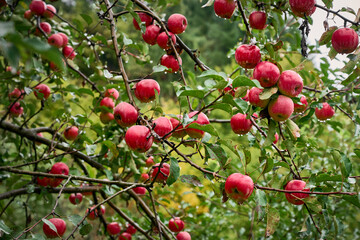 Organic red ripe apples on a tree in the garden.