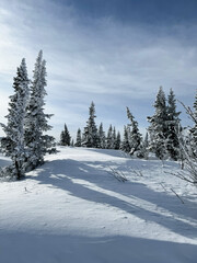 Snowy forest hill with sunlight and shadows from frosted trees.
