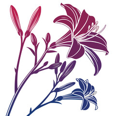 hemerocallis catherine silhouette vector