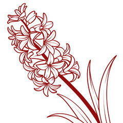 hyacinth red vector