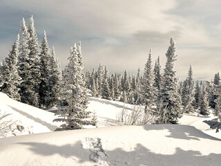 Snow covered pine forest with frosted trees under cloudy sky