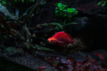 amazing red threadfin rainbowfish against the background of overgrown aquatic thickets