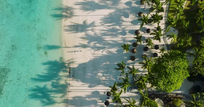 Aerial view of palm trees casting long shadows on the white sandy beach next to the turquoise ocean, Mauritius, Africa.