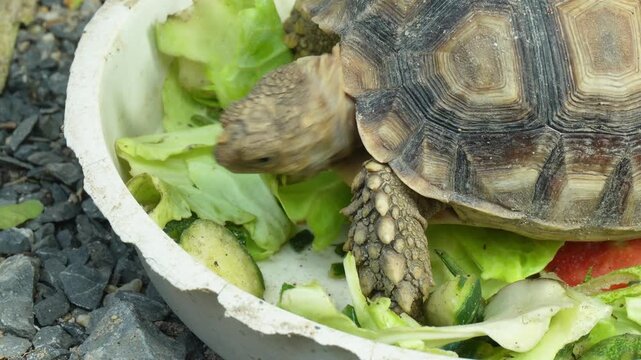 A close-up view of a turtle happily enjoying fresh leafy greens from a feeding tray, ideal for documentary footage and educational media exploring the fascinating world of turtles.