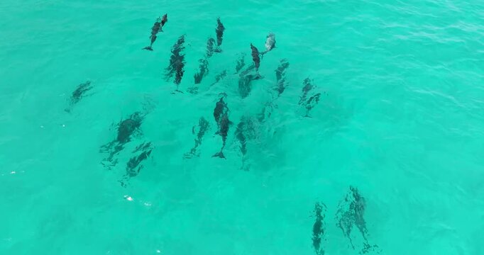Aerial view of a pod of dolphins swimming in the crystal clear turquoise waters, creating a mesmerizing contrast, Socotra, Socotra.