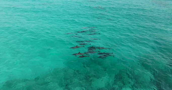 Aerial view of a pod of dolphins gliding through the turquoise waters, creating ripples and patterns in Socotra's pristine sea, Socotra.