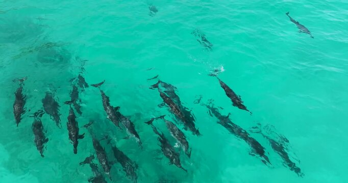 Aerial view of a pod of dolphins gliding through the crystal-clear turquoise waters, their sleek bodies creating mesmerizing patterns, Socotra, Socotra.
