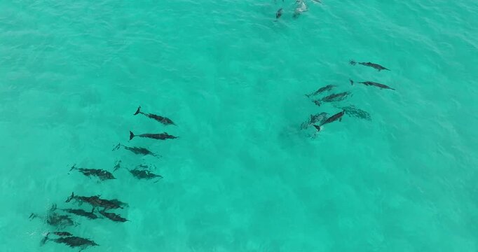 Aerial view of a pod of dolphins gliding through the turquoise waters, their sleek bodies creating mesmerizing patterns in the sea, Socotra, Socotra.