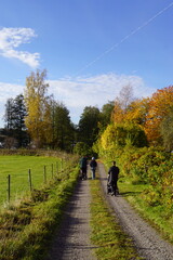 Obraz premium A scenic dirt road in the lush Swedish countryside