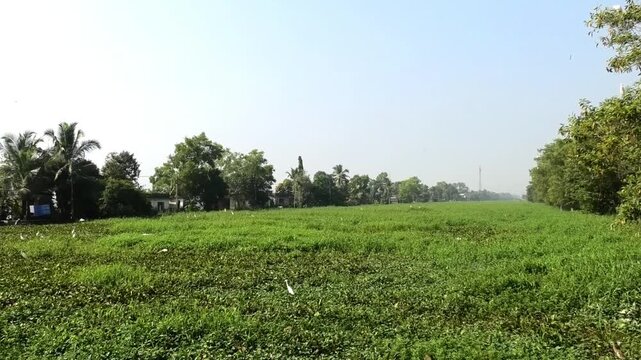 Lush green nature and fluttering birds | A beautiful landscape of Kuttanad, Kerala, India