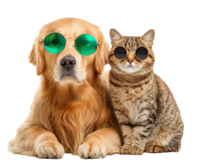 Funny golden retriever dog and cool tabby cat sitting together as best friend. pet pair wear stylish sunglasses looking humorous on an isolated background
