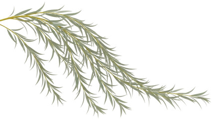 Isolated branch of drooping silver willow leaves, weeping foliage, Salix alba, plant cut out © Ari