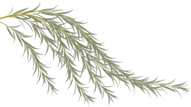 Isolated branch of drooping silver willow leaves, weeping foliage, Salix alba, plant cut out