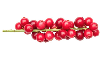 Isolated branch of red cranberries with stem fresh autumn Thanksgiving natural food