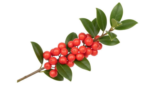Isolated winterberry branch with red berries and green leaves, Christmas decoration, seasonal holiday