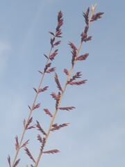 Eragrostis elongata flower or Clustered Lovegrass and Close-headed Lovegrass