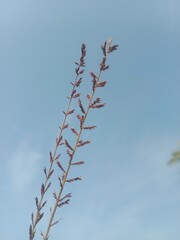 Eragrostis elongata flower or Clustered Lovegrass and Close-headed Lovegrass