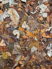 Dry autumn leaves texture with layered organic pattern