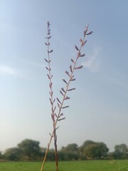 Eragrostis elongata flower or Clustered Lovegrass and Close-headed Lovegrass