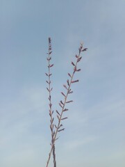 Eragrostis elongata flower or Clustered Lovegrass and Close-headed Lovegrass