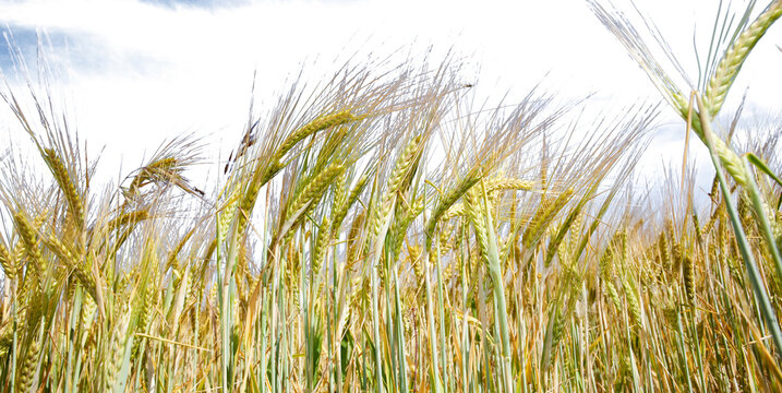 Primer plano de espigas doradas de cebada con aristas largas, bajo cielo azul vibrante listo para cosecha.abundancia natural y ritmo estacional, simbolizando crecimiento, madurez y armon&iacute;a agr&iacute;cola.