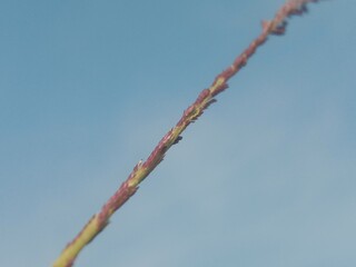 Eragrostis elongata flower or Clustered Lovegrass and Close-headed Lovegrass