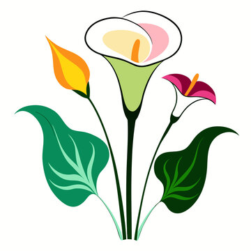 calla lilies picasso mini  flower vector on white