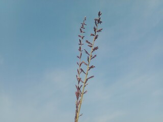Eragrostis elongata flower or Clustered Lovegrass and Close-headed Lovegrass