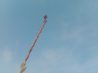Eragrostis elongata flower or Clustered Lovegrass and Close-headed Lovegrass