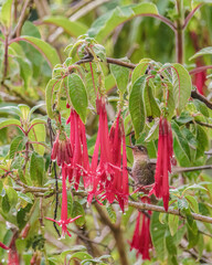 Naklejka premium A tyrian metaltail hummingbird feeding on fuchsia Boliviana flowers, in a forest in the eastern Andean mountains of central Colombia, near the Iguaque natural reserve.