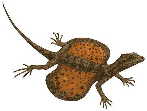 Draco volans illustration art